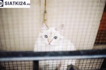 Siatki Leszno - Zabezpieczenie balkonu siatką - Kocia siatka - bezpieczny kot dla terenów Leszna