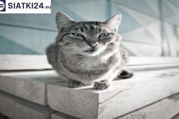 Siatki Leszno - Siatka na balkony dla kota i zabezpieczenie dzieci dla terenów Leszna